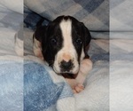 Small Photo #10 Great Dane Puppy For Sale in SPRAGGS, PA, USA