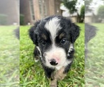 Image preview for Ad Listing. Nickname: Rue
