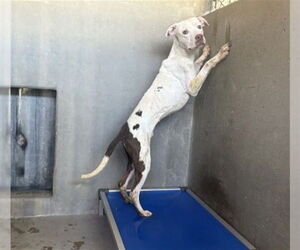 Mutt Dogs for adoption in San Bernardino, CA, USA