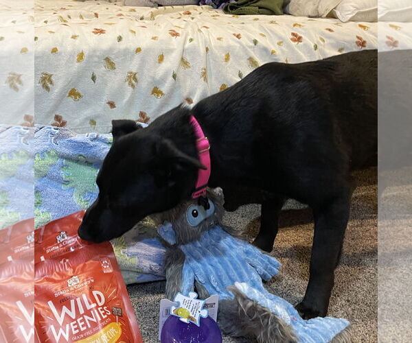 Medium Photo #29 Pointer-Unknown Mix Puppy For Sale in Fargo, ND, USA