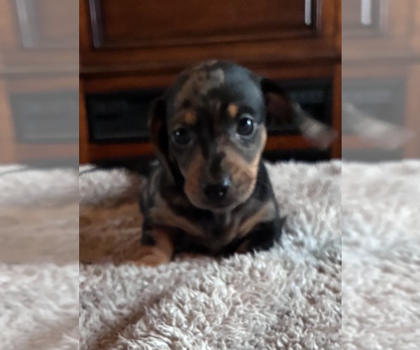 Medium Photo #2 Dachshund Puppy For Sale in SOUTHINGTON, OH, USA