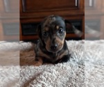 Small #1 Dachshund