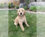 Small Photo #6 Labradoodle Puppy For Sale in ARVADA, CO, USA