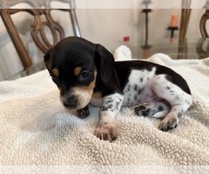 Dachshund Puppy for sale in WEBSTER, FL, USA