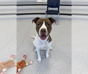 American Bulldog Dogs for adoption in Toronto, Ontario, Canada