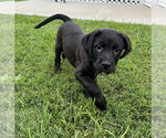 Small Labrador Retriever Mix