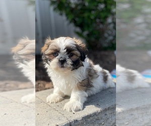 Shih Tzu Puppy for sale in CANOGA, NY, USA