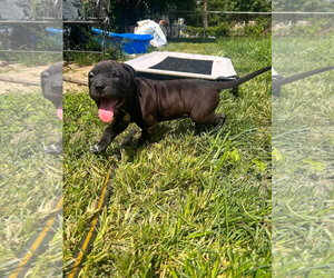 Lungo - Male American Pit Bull Terrier-Unknown Mix Dog for Adoption - Photo #6