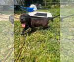 Small #5 American Pit Bull Terrier Mix