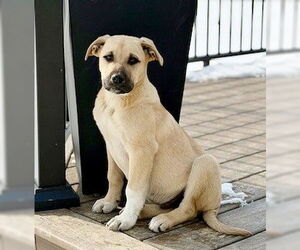 Labrador Retriever-Unknown Mix Dogs for adoption in Genesee, WI, USA