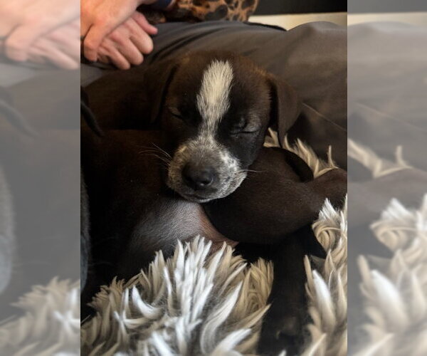 Medium Photo #4 Mutt Puppy For Sale in Sandy, UT, USA