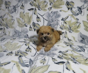 Morkie Puppy for Sale in COOKEVILLE, Tennessee USA