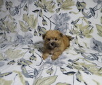 Image preview for Ad Listing. Nickname: Litter of 2
