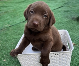 Labrador Retriever Puppy for sale in AUSTIN, TX, USA
