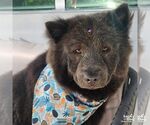 Small Chow Chow Mix