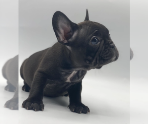 French Bulldog Puppy for sale in GREENWICH, CT, USA
