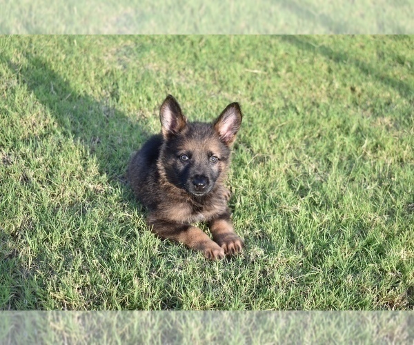 Medium Photo #15 German Shepherd Dog Puppy For Sale in ANNA, TX, USA