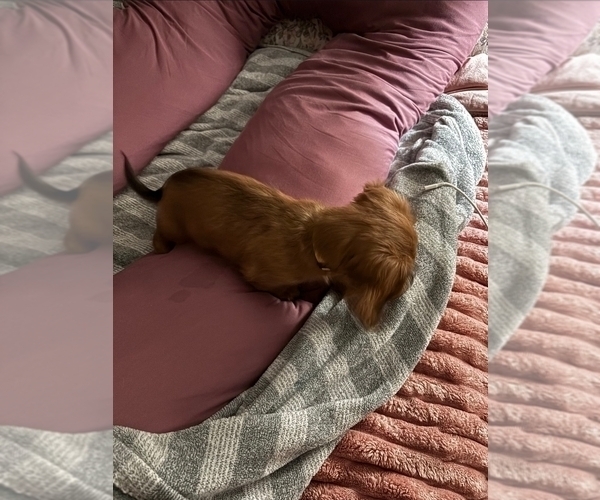 Medium Photo #3 Dachshund Puppy For Sale in TOMS RIVER, NJ, USA