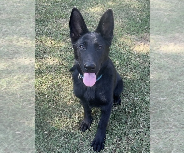 Medium Photo #1 German Shepherd Dog Puppy For Sale in WACO, TX, USA
