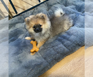 Pomeranian Puppy for sale in ODON, IN, USA