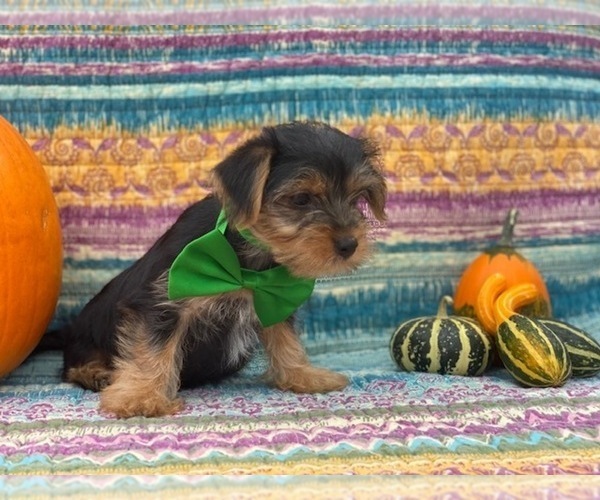 Medium Photo #1 Shorkie Tzu Puppy For Sale in LANCASTER, PA, USA