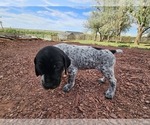 Small Photo #68 German Shorthaired Pointer Puppy For Sale in EVANSVILLE, WY, USA