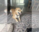 Small #11 German Shepherd Dog-Great Pyrenees Mix