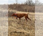 Small #16 Vizsla