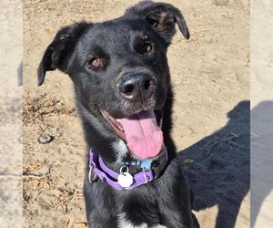 Labrador Retriever Dogs for adoption in Aurora, CO, USA