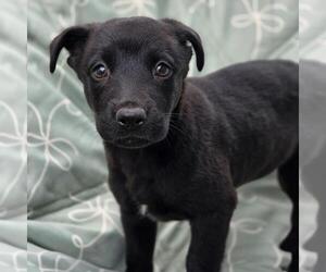 Labrador Retriever-Unknown Mix Dogs for adoption in San Diego, CA, USA