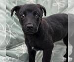 Small Labrador Retriever Mix