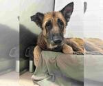 Small German Shepherd Dog