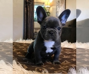 French Bulldog Puppy for sale in MEADOWVIEW, VA, USA
