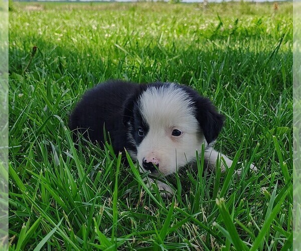 Medium Photo #7 Border Collie Puppy For Sale in NORBORNE, MO, USA