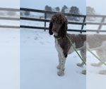 Small Photo #1 Labradoodle Puppy For Sale in WAVERLY, VA, USA