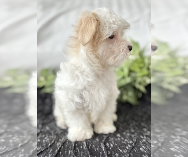 Medium Photo #4 Maltese Puppy For Sale in ROCK STREAM, NY, USA