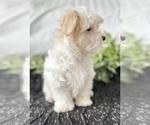 Small #3 Maltese