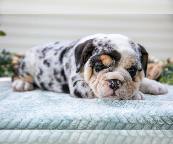 Medium Photo #5 Beabull-English Bulldog Mix Puppy For Sale in MILLERSBURG, OH, USA