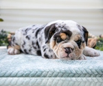 Small #4 Beabull-English Bulldog Mix