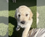 Small Photo #4 Goldendoodle Puppy For Sale in RAMONA, CA, USA