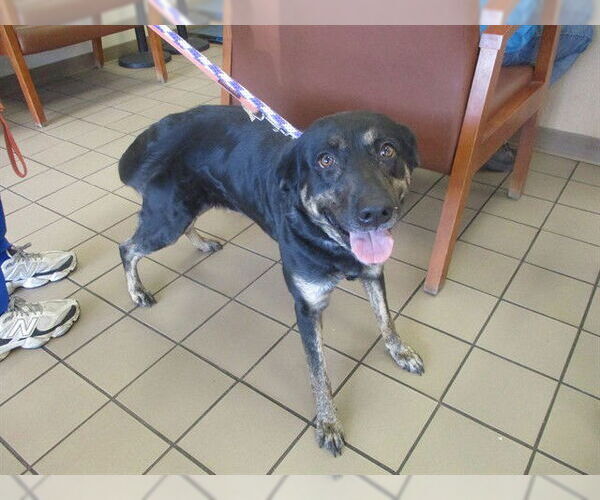 Medium Photo #1 Labrador Retriever-Unknown Mix Puppy For Sale in Ocala, FL, USA