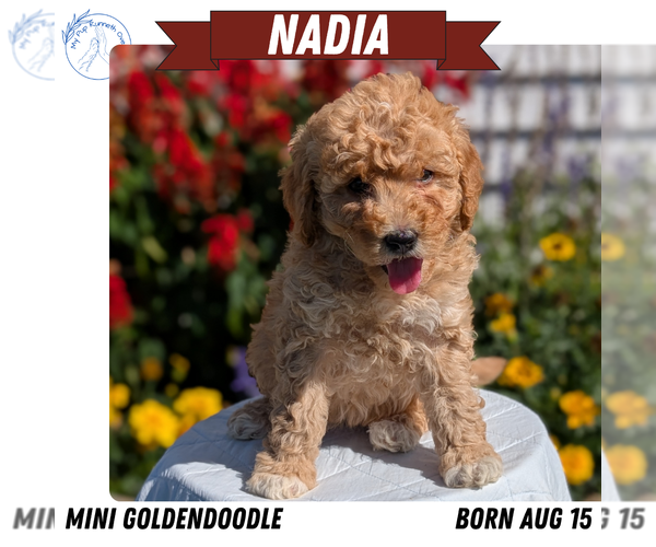Medium Photo #12 Goldendoodle (Miniature) Puppy For Sale in GOSHEN, IN, USA