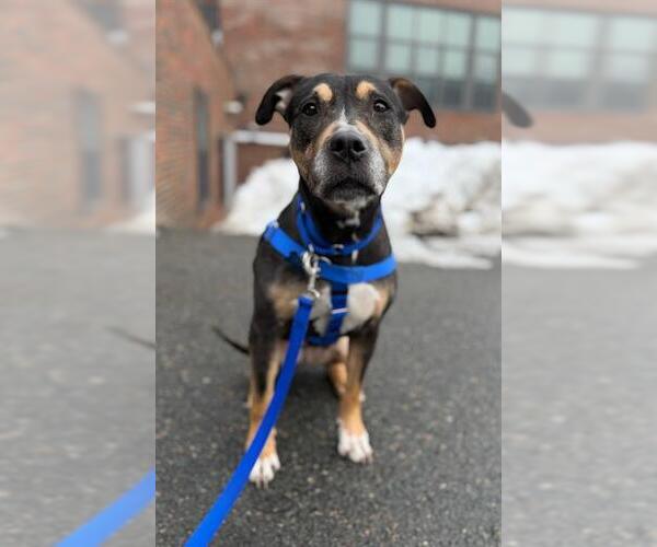 Medium Photo #1 Mutt Puppy For Sale in Boston, MA, USA