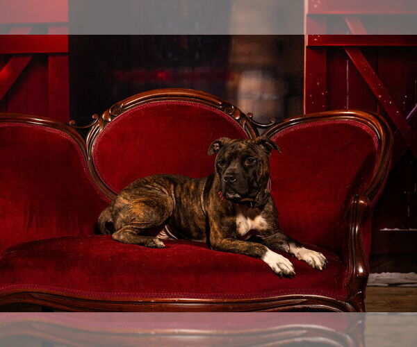 Medium Photo #3 American Pit Bull Terrier-Unknown Mix Puppy For Sale in Mooresville, NC, USA