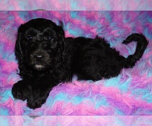 Labradoodle Puppy for sale in LA HABRA, CA, USA