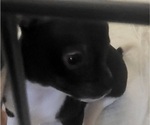 Small #2 Chihuahua