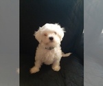 Small Maltese