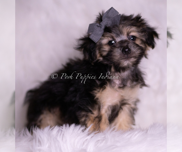 Medium Photo #3 Morkie Puppy For Sale in WARSAW, IN, USA