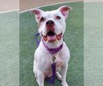 Small American Pit Bull Terrier Mix