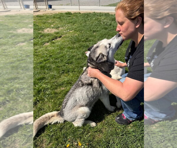 Medium Photo #2 Siberian Husky Puppy For Sale in Pierceton , IN, USA